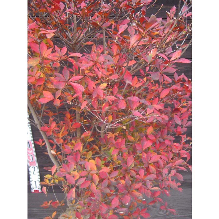 ドウダンツツジ 大株 : 横の植木屋さん - 通販 - Yahoo!ショッピング