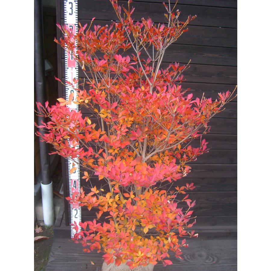 ドウダンツツジ 大株 : 横の植木屋さん - 通販 - Yahoo!ショッピング