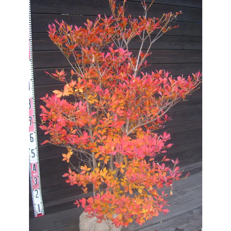 ドウダンツツジ 大株 : 横の植木屋さん - 通販 - Yahoo!ショッピング