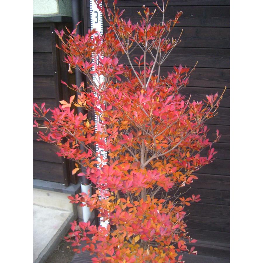 現品 ドウダンツツジ ドウダンツツジ 大株 : 横の植木屋さん - 通販 - Yahoo!ショッピング