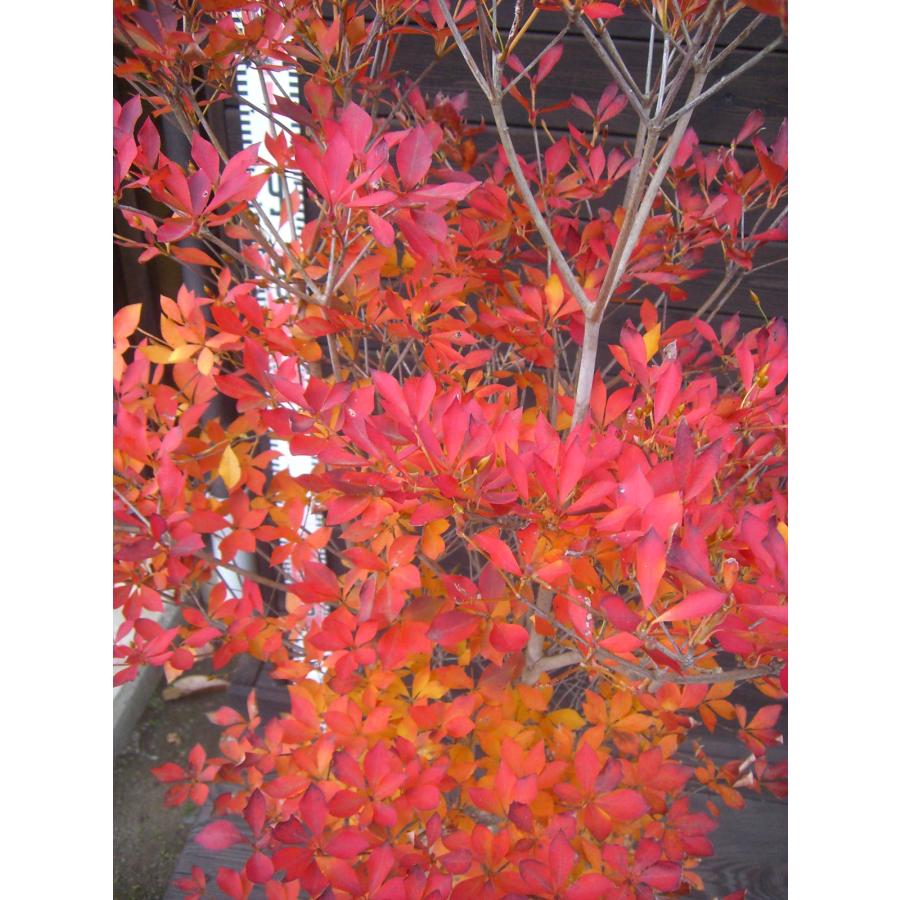 現品 ドウダンツツジ 楽天市場】【現品】ドウダンツツジ 苗木 W60cm×D50cm×H90cm R713《花