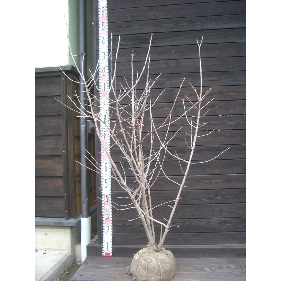 オトコヨウゾメ 株立 : 横の植木屋さん - 通販 - Yahoo!ショッピング