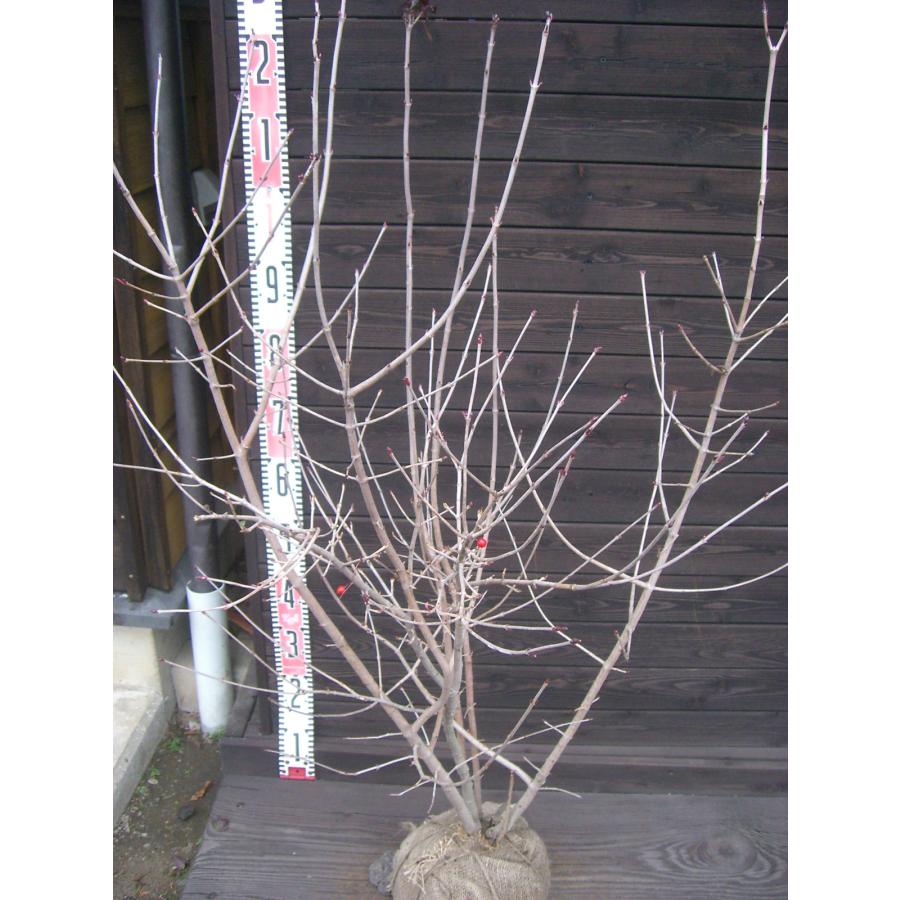 オトコヨウゾメ 株立 : 横の植木屋さん - 通販 - Yahoo!ショッピング