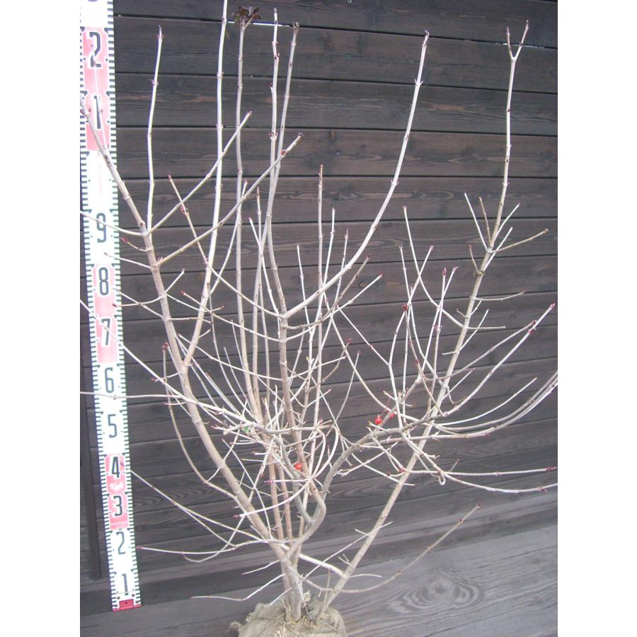 オトコヨウゾメ 株立 : 横の植木屋さん - 通販 - Yahoo!ショッピング