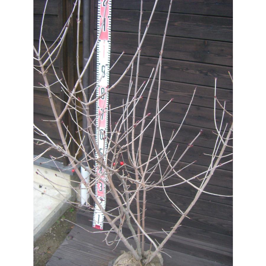 オトコヨウゾメ 株立 : 横の植木屋さん - 通販 - Yahoo!ショッピング