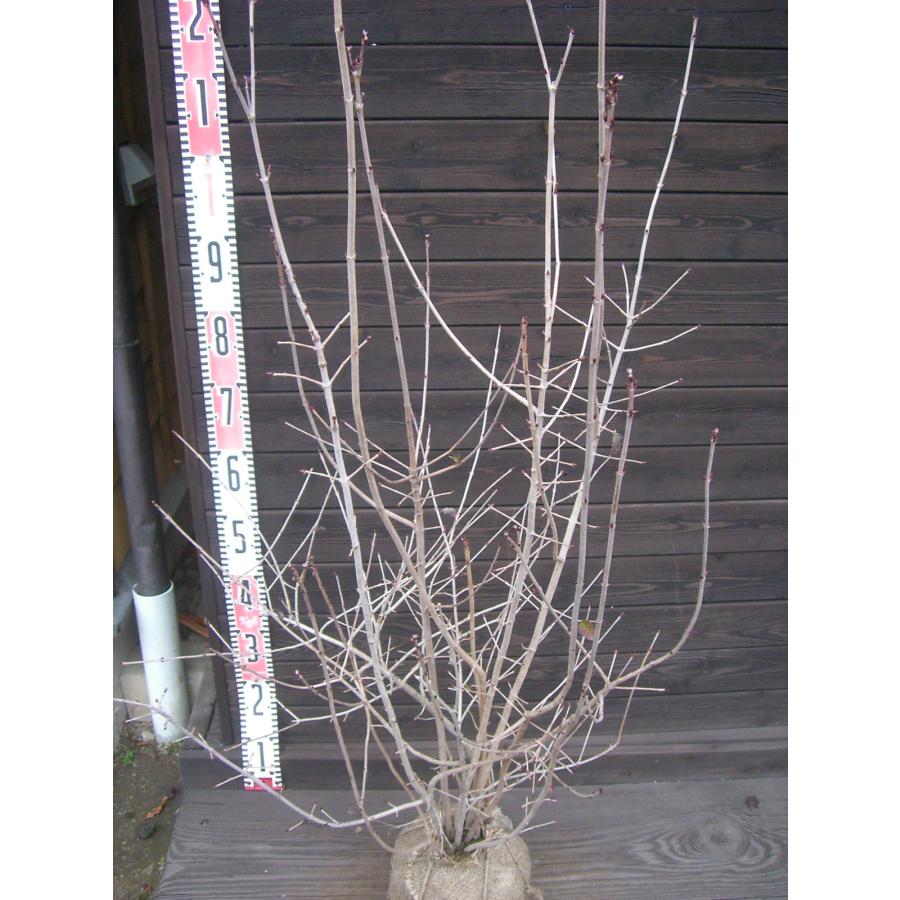 オトコヨウゾメ/株立ち【現品発送】管理80381 オトコヨウゾメ 株立 : 横の植木屋さん - 通販 - Yahoo!ショッピング