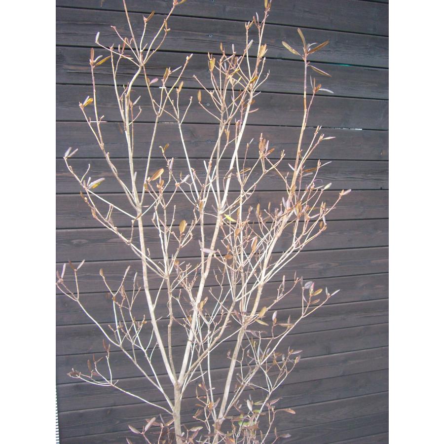 エゾムラサキツツジ 大株 : 横の植木屋さん - 通販 - Yahoo!ショッピング