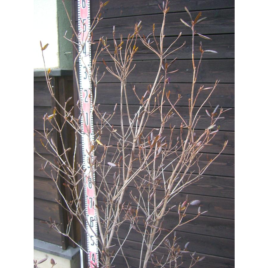 エゾムラサキツツジ【現品発送】管理70913 エゾムラサキツツジ【現品発送】管理70913 - メルカリ