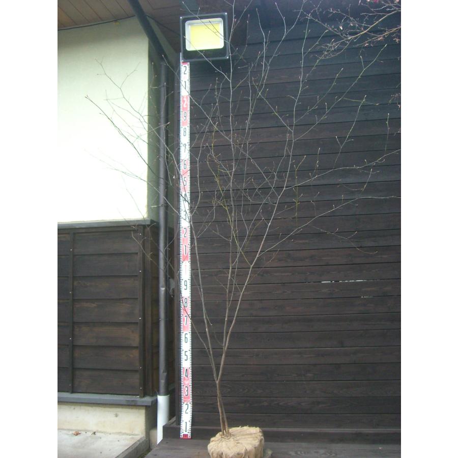 クロモジ 大株立 : 横の植木屋さん - 通販 - Yahoo!ショッピング