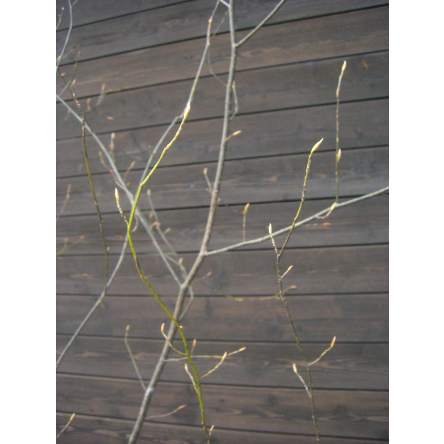 クロモジ 大株立 : 横の植木屋さん - 通販 - Yahoo!ショッピング