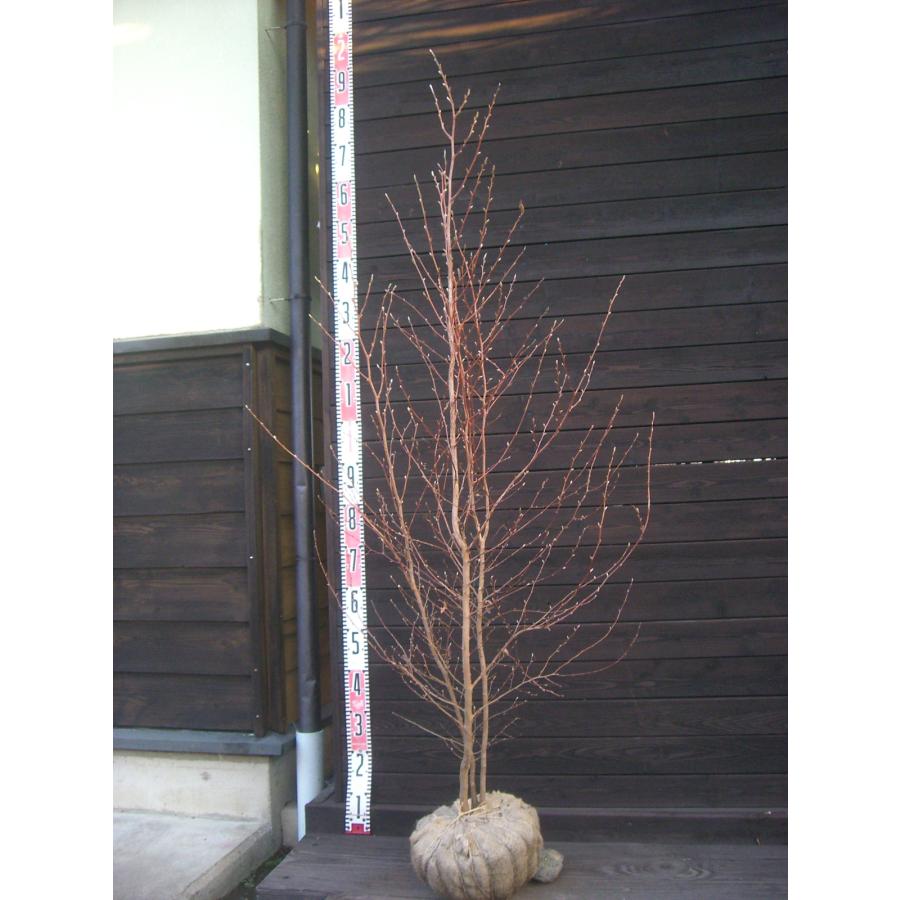 ヒメシャラ 大株立 : 横の植木屋さん - 通販 - Yahoo!ショッピング