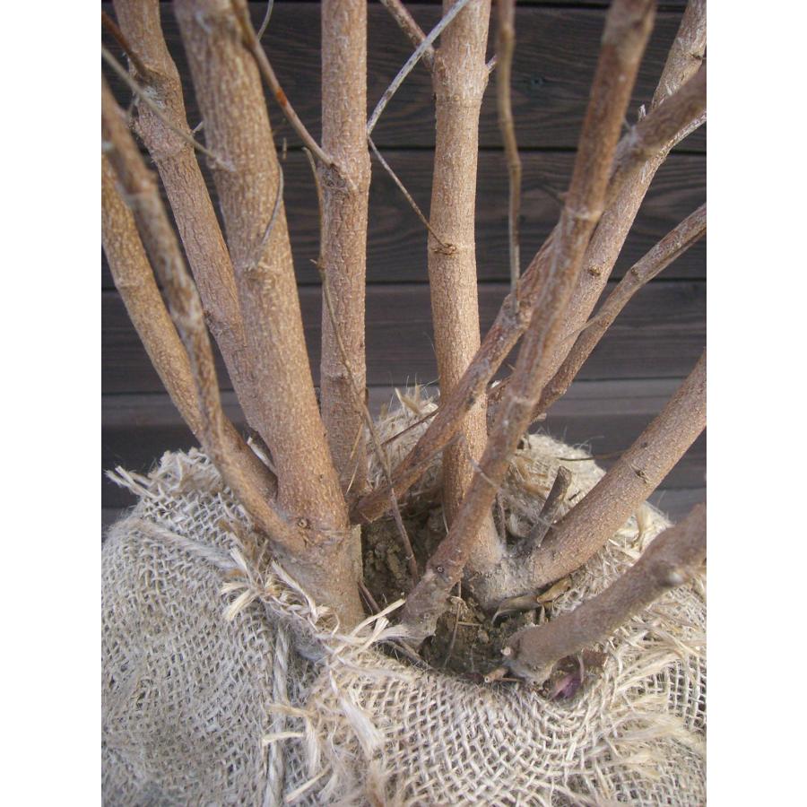 ヤマボウシ/大株立ち【現品発送】管理70910 ヤマボウシ/大株立ち【現品発送】管理70910 - メルカリ