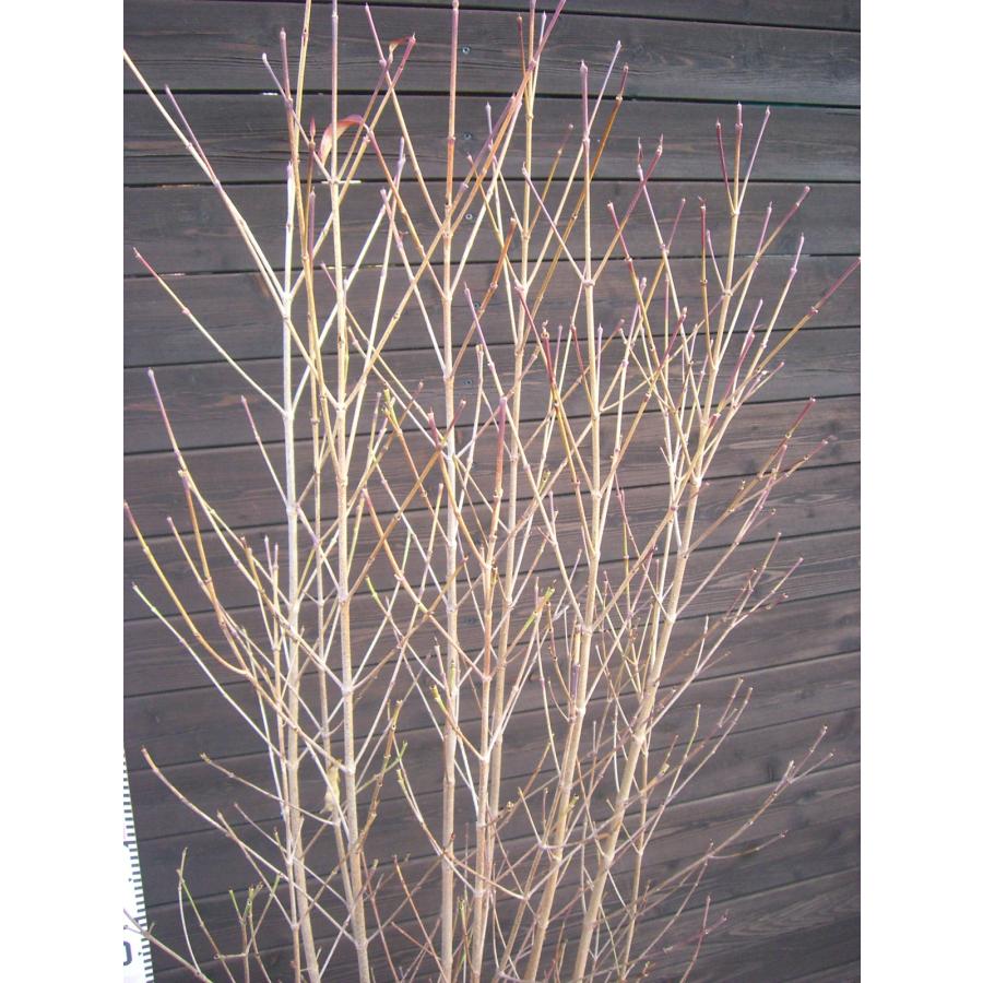 ヤマボウシ 大株立 : 横の植木屋さん - 通販 - Yahoo!ショッピング