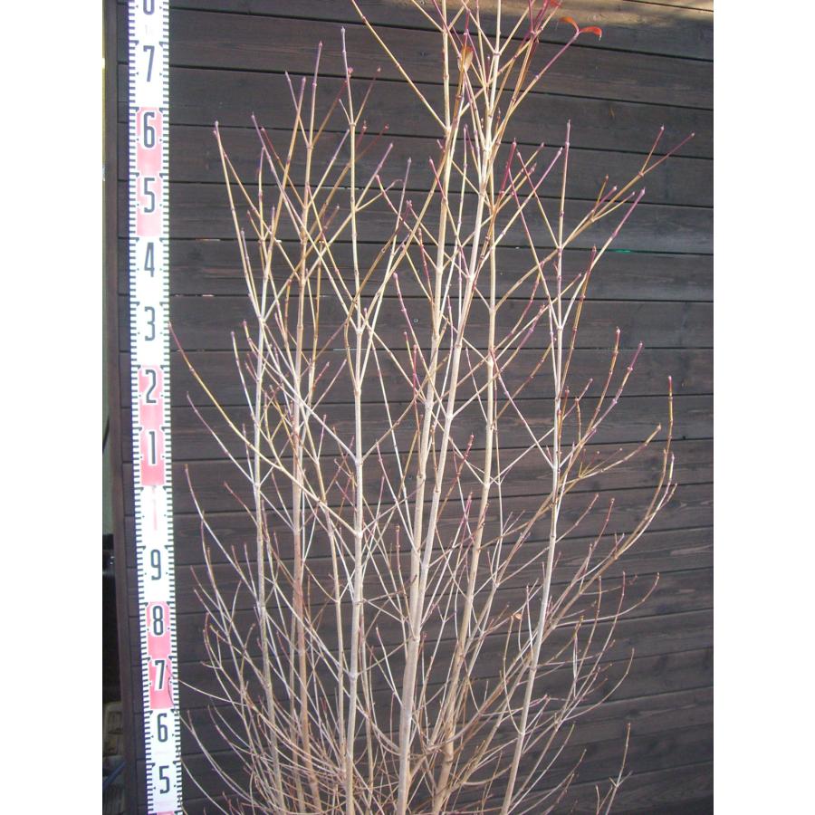 ヤマボウシ/大株立ち【現品発送】管理70910 ヤマボウシ/大株立ち【現品発送】管理70910 楽天市場】【現品発送