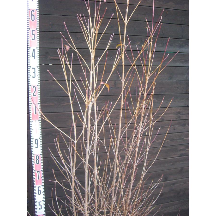 ヤマボウシ 大株立 : 横の植木屋さん - 通販 - Yahoo!ショッピング