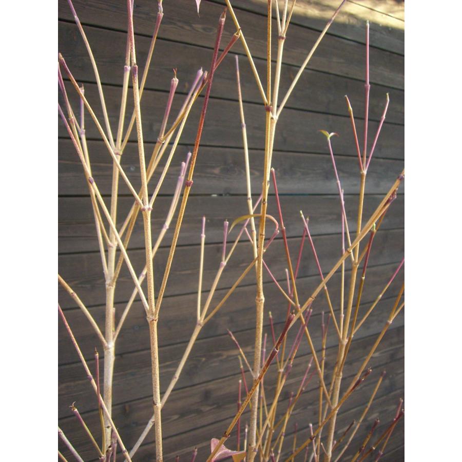 ヤマボウシ 大株立 : 横の植木屋さん - 通販 - Yahoo!ショッピング