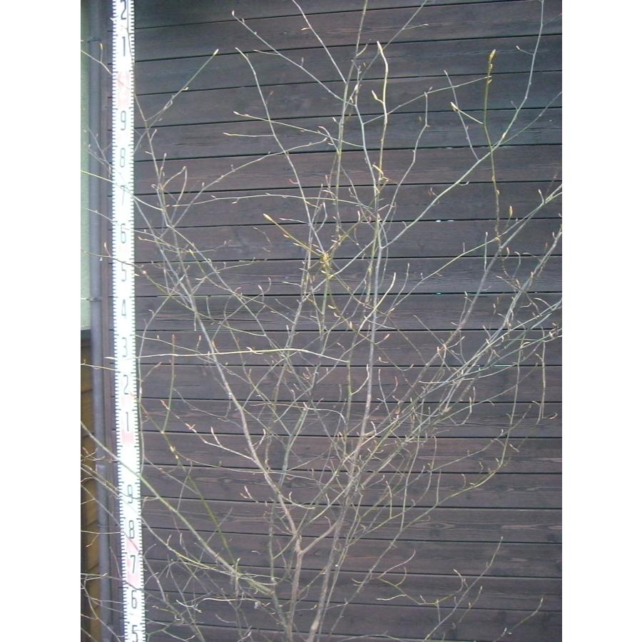 クロモジ 大株立 : 横の植木屋さん - 通販 - Yahoo!ショッピング