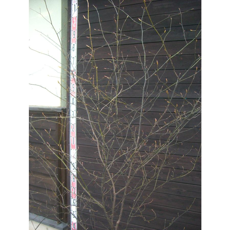 クロモジ 大株立 : 横の植木屋さん - 通販 - Yahoo!ショッピング