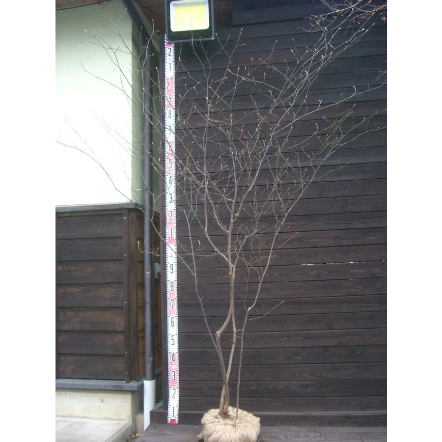 クロモジ 大株立 : 横の植木屋さん - 通販 - Yahoo!ショッピング