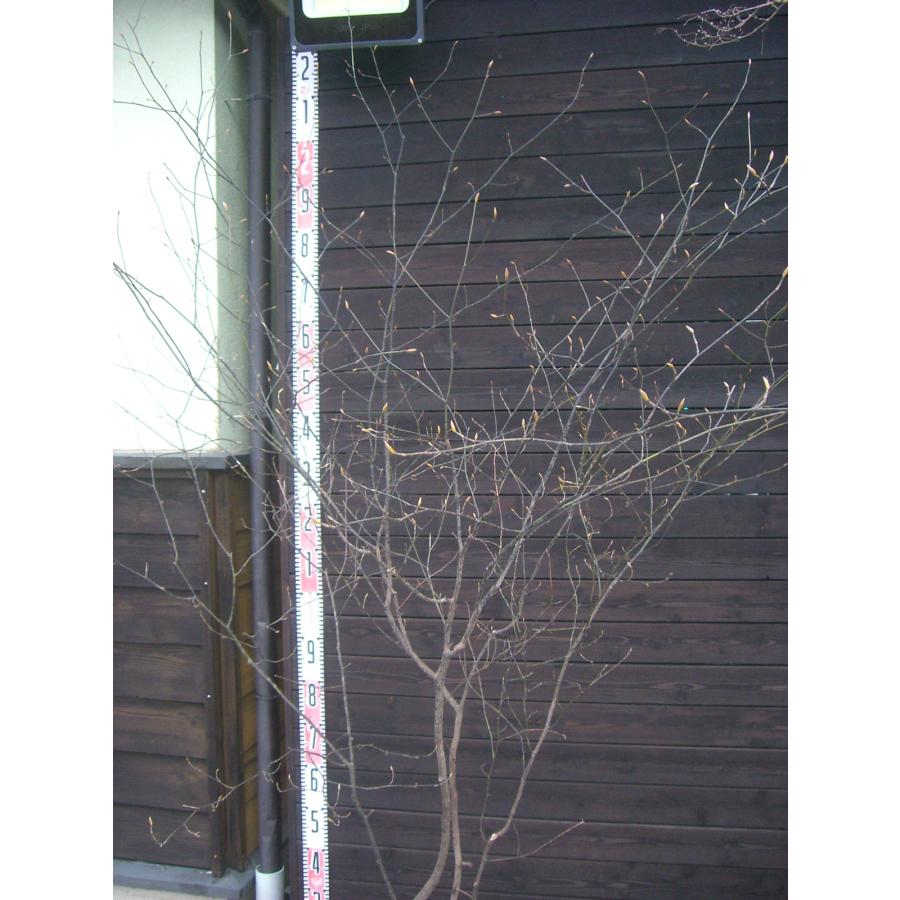 クロモジ 大株立 : 横の植木屋さん - 通販 - Yahoo!ショッピング