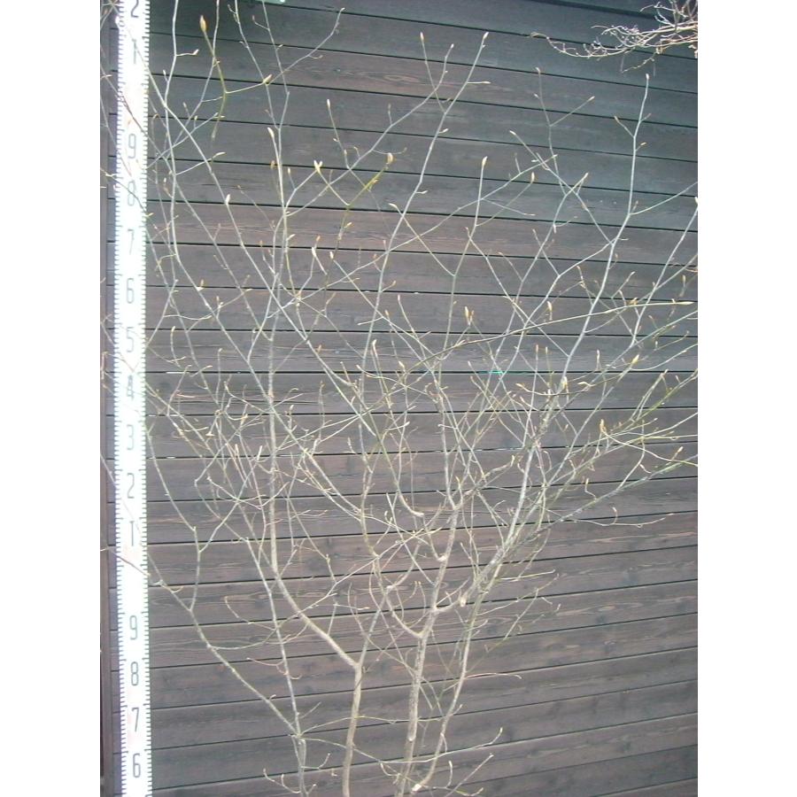 クロモジ 大株立 : 横の植木屋さん - 通販 - Yahoo!ショッピング