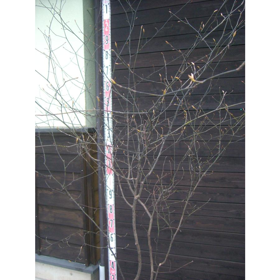 クロモジ 大株立 : 横の植木屋さん - 通販 - Yahoo!ショッピング