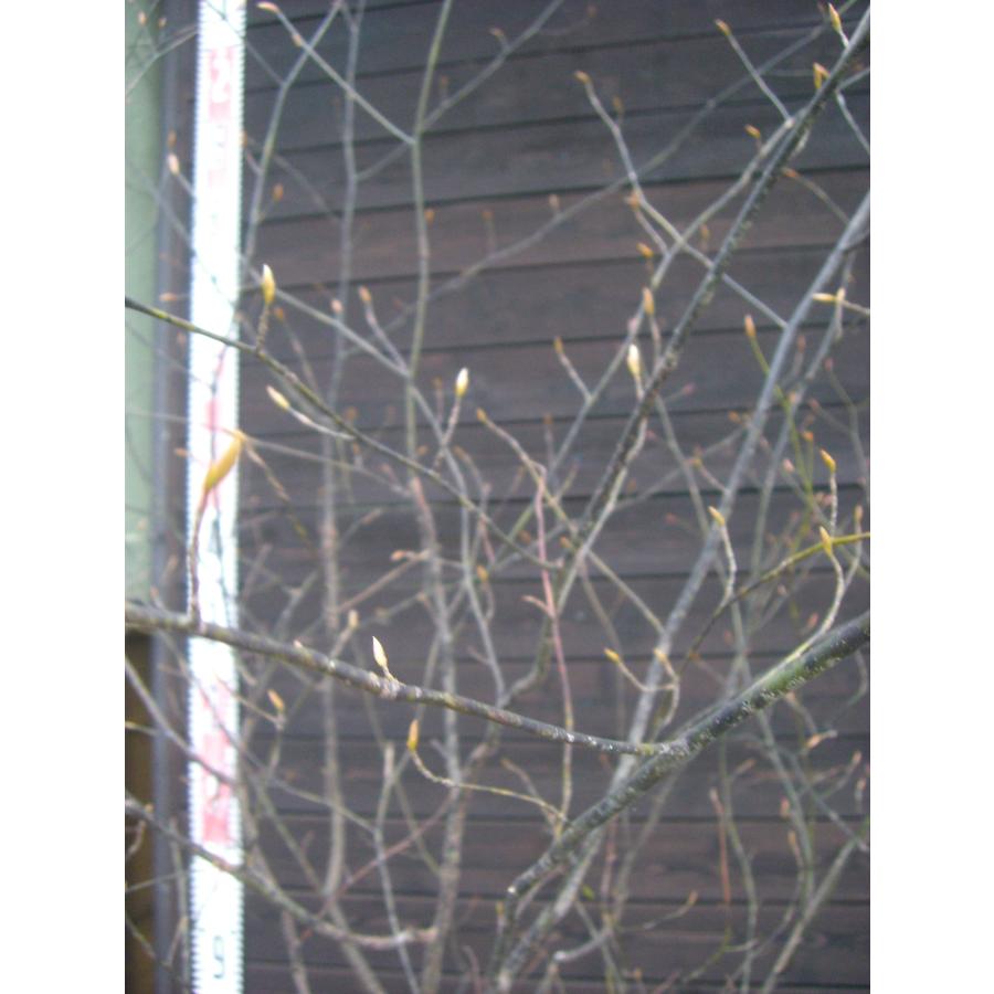 クロモジ 大株立 : 横の植木屋さん - 通販 - Yahoo!ショッピング