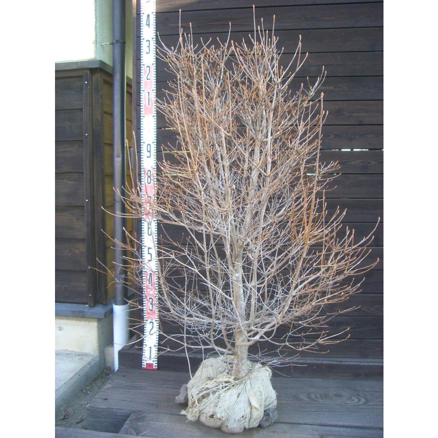 ドウダンツツジ 大株 : 横の植木屋さん - 通販 - Yahoo!ショッピング