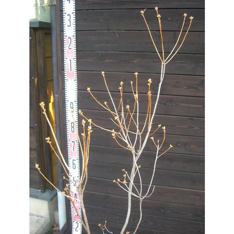 サクラゲンカイツツジ ゲンカイツツジ（玄海躑躅） - 庭木図鑑 植木