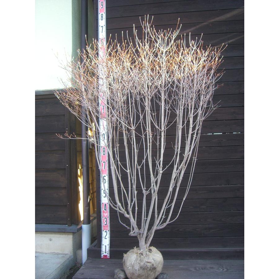 ドウダンツツジ 大株 : 横の植木屋さん - 通販 - Yahoo!ショッピング