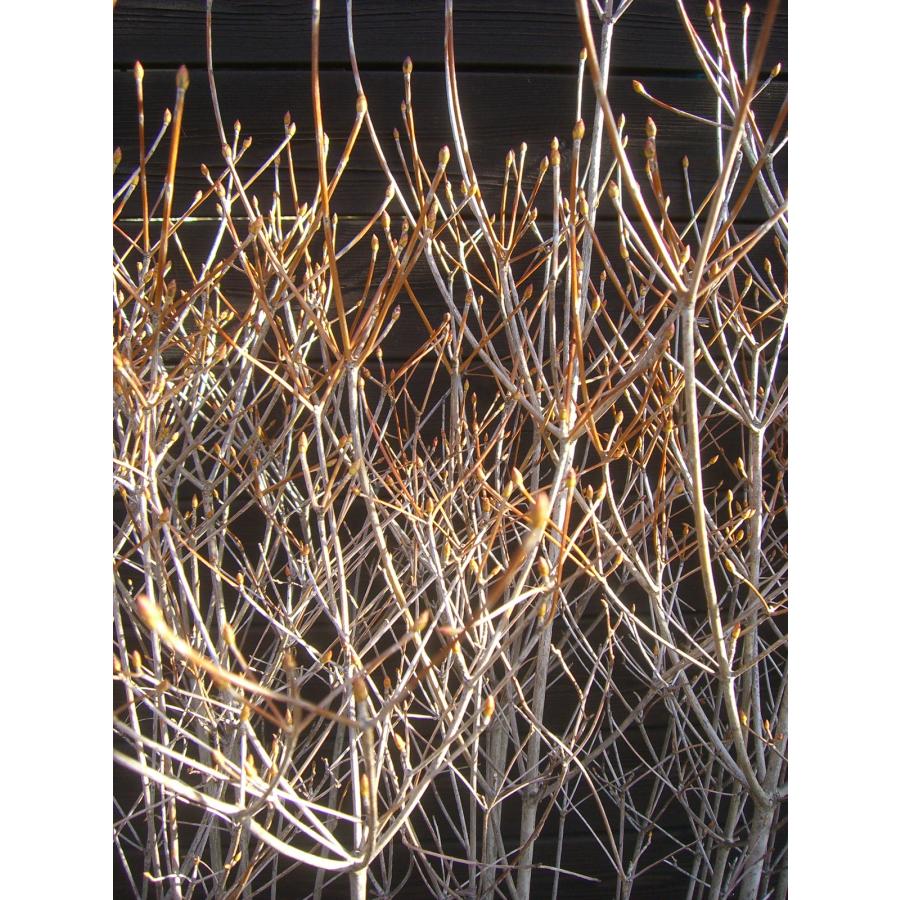 ドウダンツツジ 大株 : 横の植木屋さん - 通販 - Yahoo!ショッピング