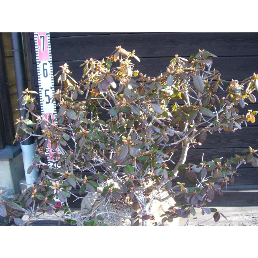 希少交配種　ピンクヒカゲツツジ　大株_1