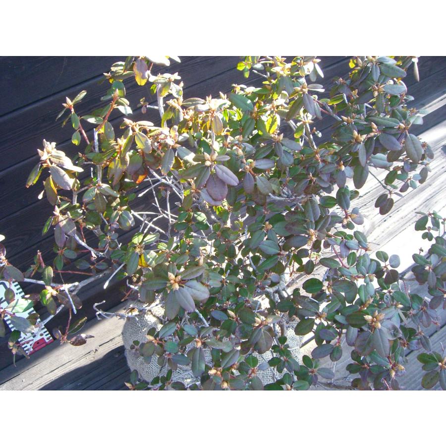 希少交配種　ピンクヒカゲツツジ　大株_2