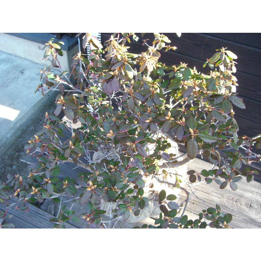 希少交配種　ピンクヒカゲツツジ　大株_3