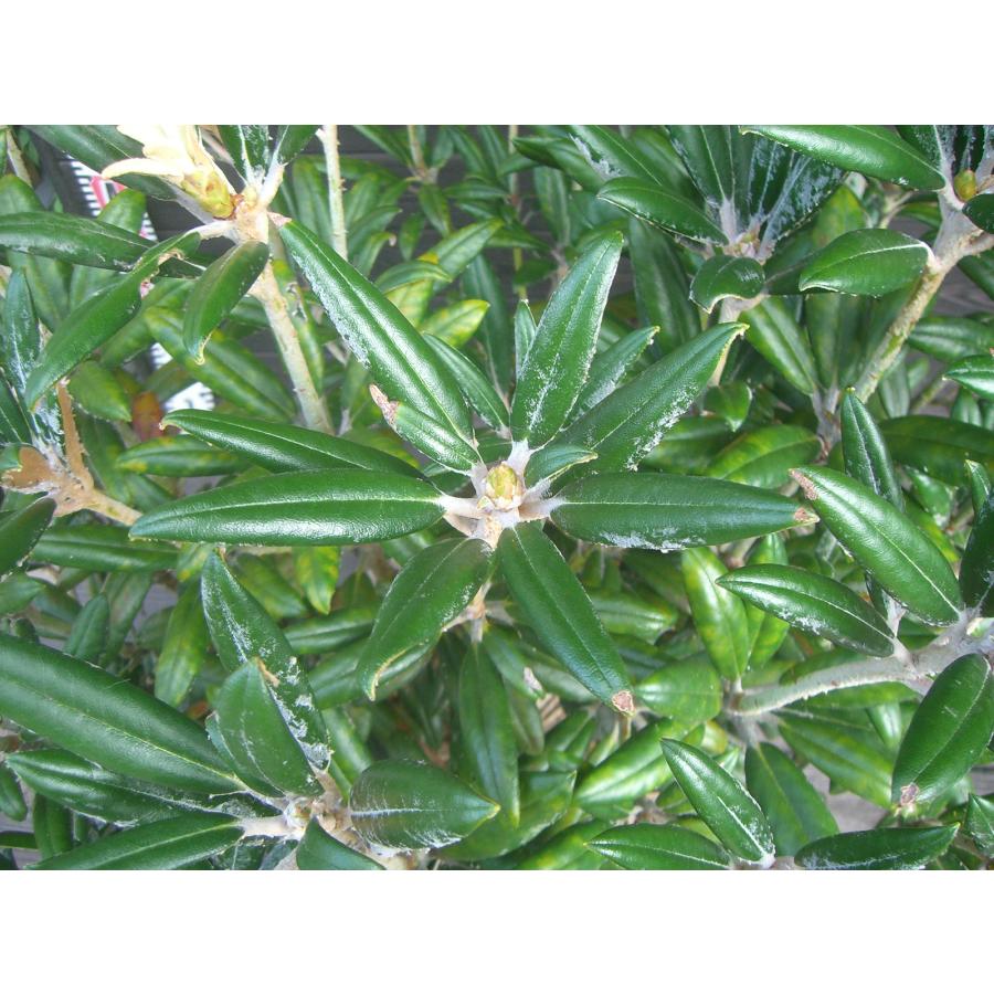 ヤクシマシャクナゲ　大株 