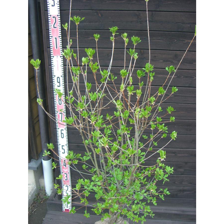 ドウダンツツジ　大株　【品番3635】 ベニドウダンツツジ 大株 : 横の植木屋さん - 通販 - Yahoo!ショッピング