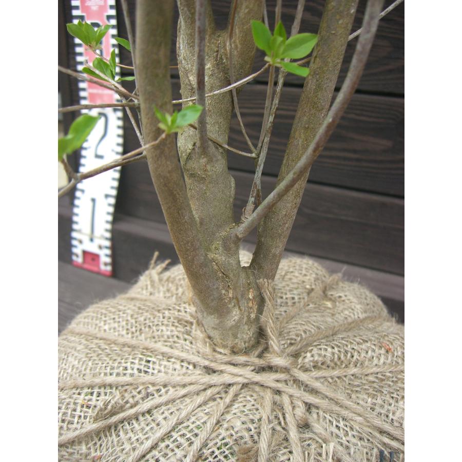 ベニドウダンツツジ 大株 : 横の植木屋さん - 通販 - Yahoo!ショッピング