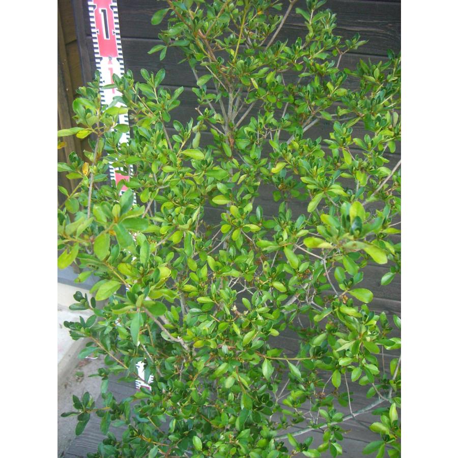 希少ツツジ　瀬田入日（セタノイリヒ）　大株 