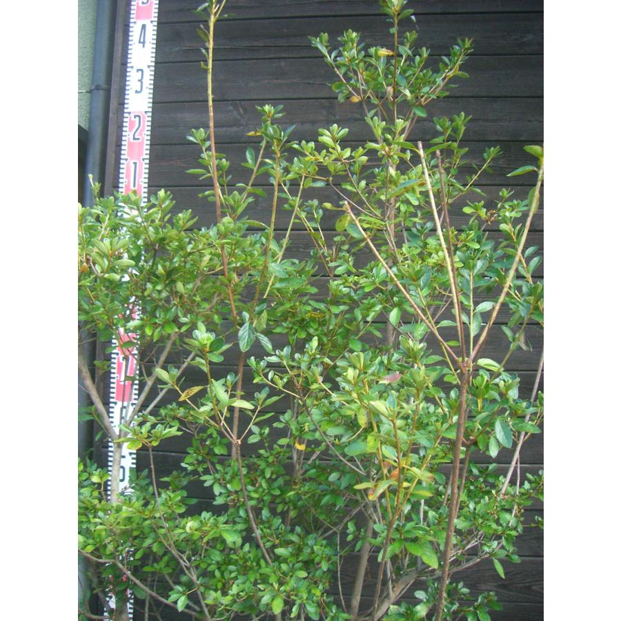 希少ツツジ　瀬田入日（セタノイリヒ）　大株 
