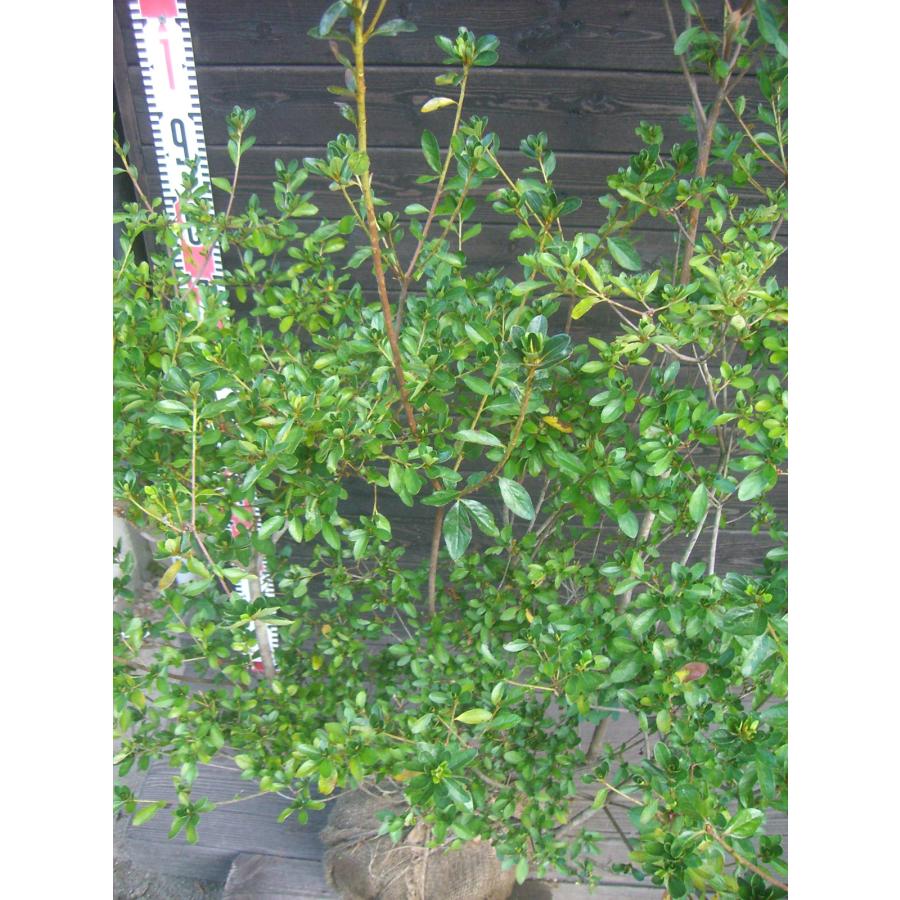 希少ツツジ　瀬田入日（セタノイリヒ）　大株 