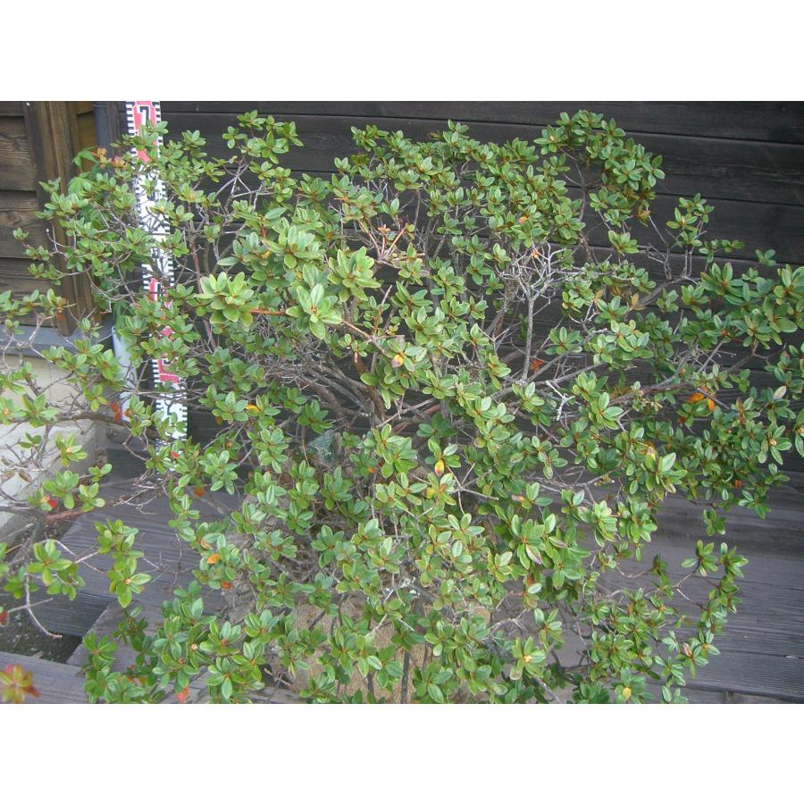 ラマポ　大株　石楠花 