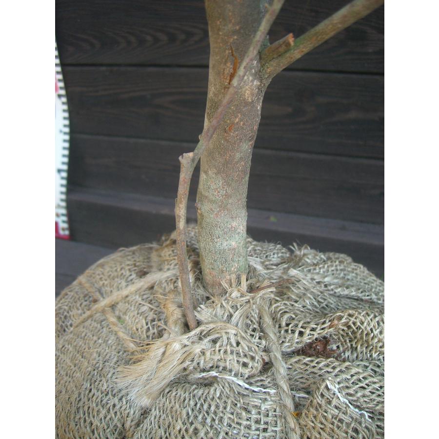 希少ツツジ　瀬田入日（セタノイリヒ）　大株 