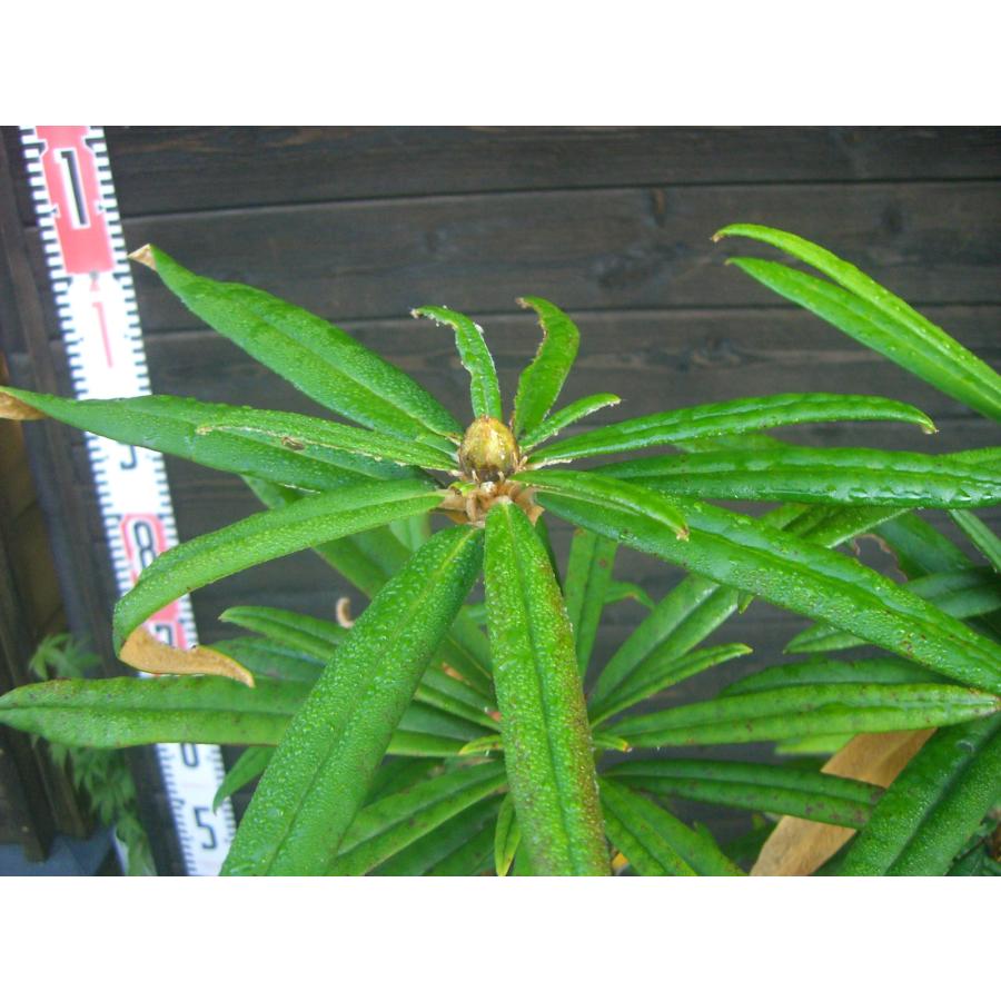 ホソバシャクナゲ 【細葉石楠花】 大株 ホソバシャクナゲ