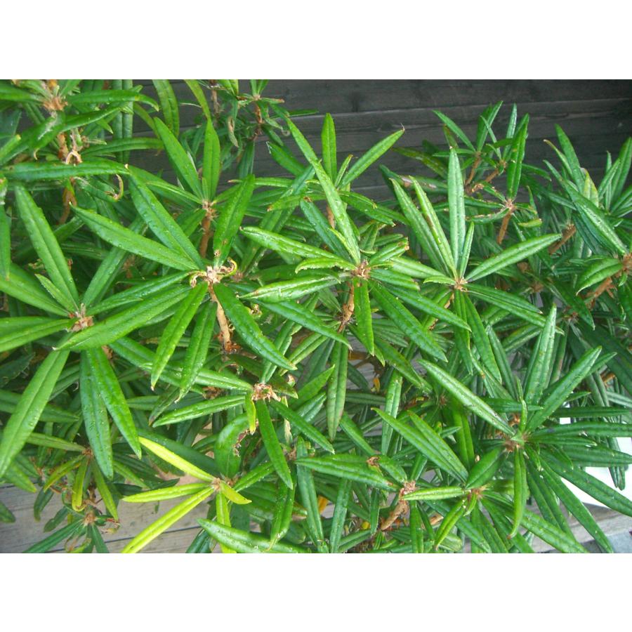 ホソバシャクナゲ　【細葉石楠花】　大株 細葉石楠花