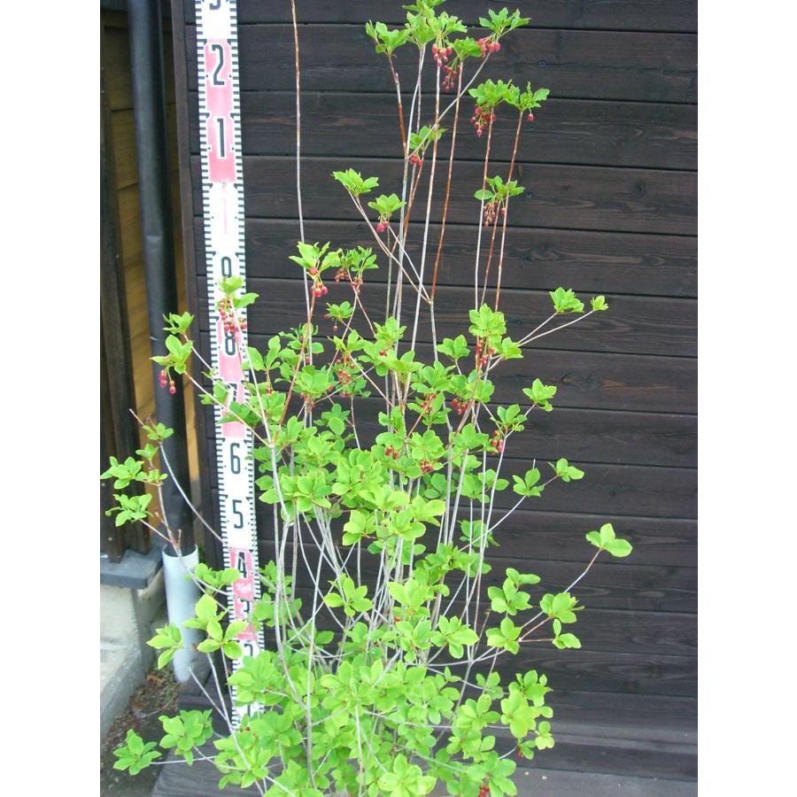 ベニドウダンツツジ 大株 : 横の植木屋さん - 通販 - Yahoo!ショッピング