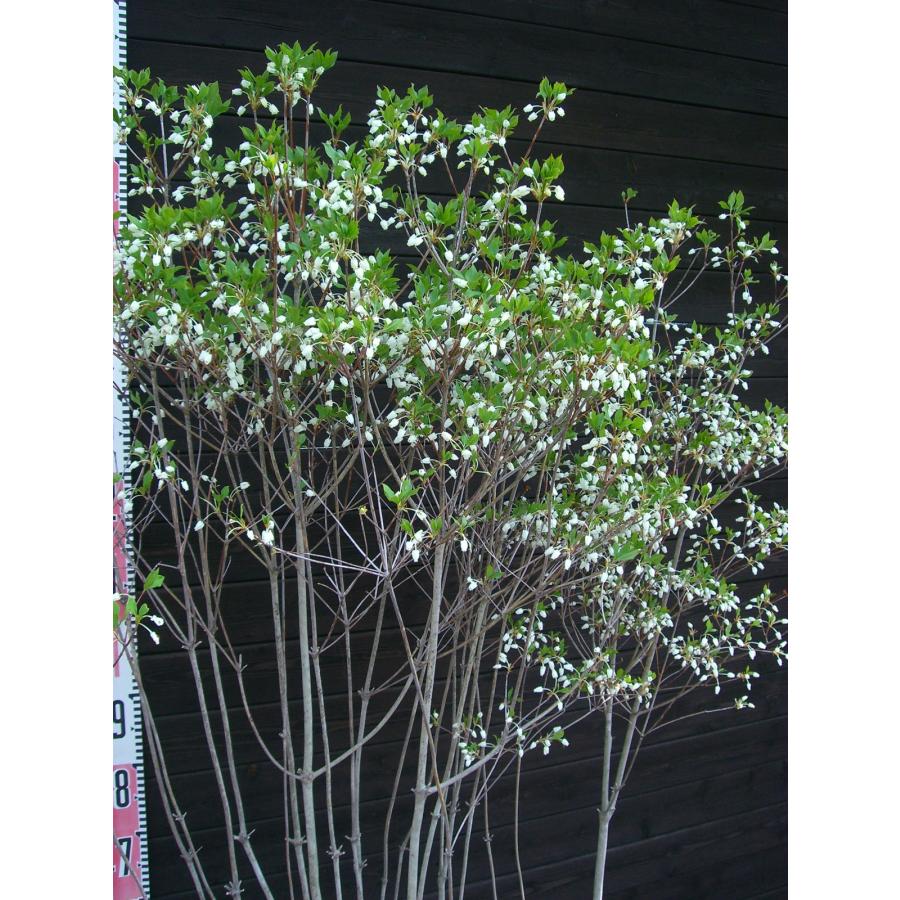 ドウダンツツジ/大株【現品発送】管理70726 ドウダンツツジ 大株 : 横の植木屋さん - 通販 - Yahoo!ショッピング