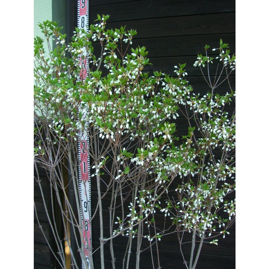 ドウダンツツジ 大株 : 横の植木屋さん - 通販 - Yahoo!ショッピング