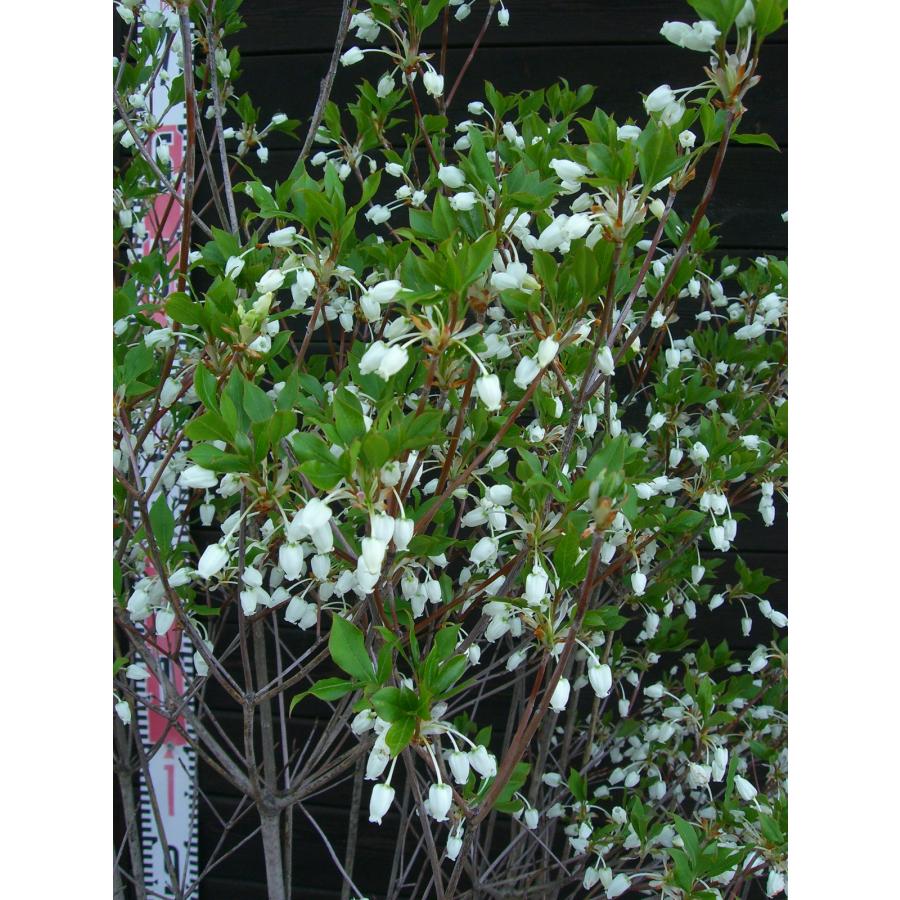 ドウダンツツジ 大株 : 横の植木屋さん - 通販 - Yahoo!ショッピング