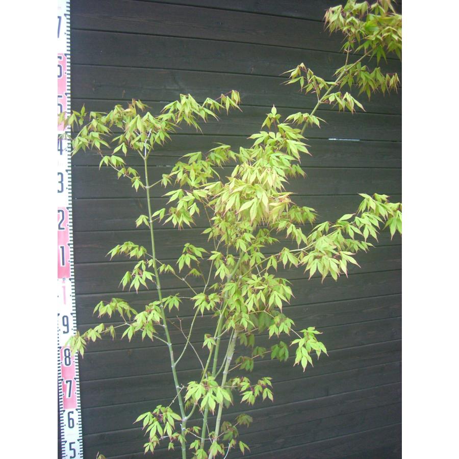 ヤマモミジ・コハウチワカエデ 混合株立 : 横の植木屋さん - 通販