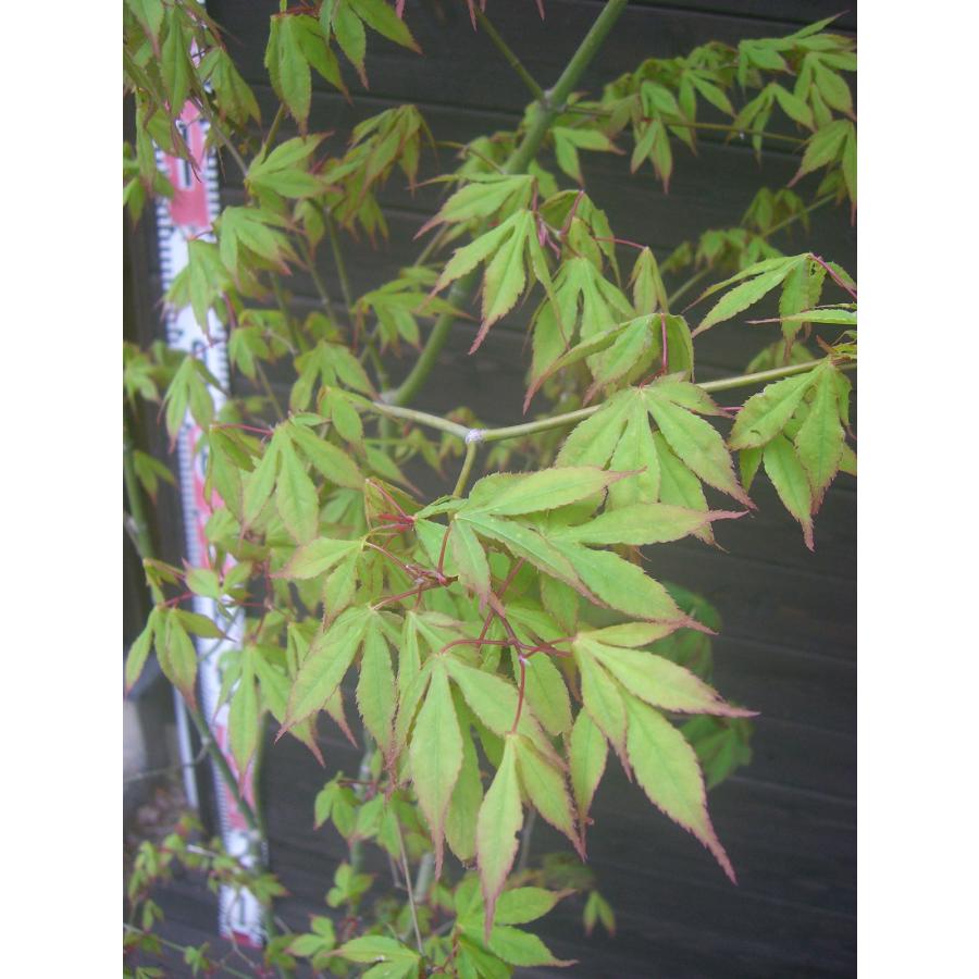 ヤマモミジ・コハウチワカエデ 混合株立 : 横の植木屋さん - 通販